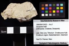 Foto (Objket + Etiketten) von Decapoda indet. 